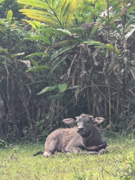istock Young Philippines Water Buffalo (Carabao) 2197423939