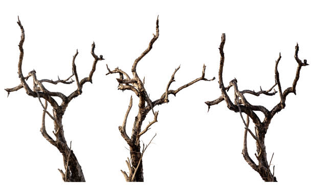 istock Set of 3 dead trees or dry tree with clipping path isolated on white background. 2197424043
