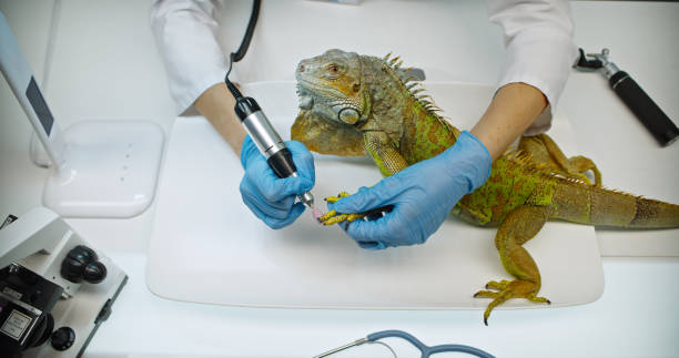 istock Basic routine and care for the exotic green iguana in a professional veterinary clinic, including nail trimming, health checks, and regular grooming 2197427285