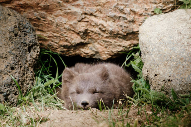Sleeping Arctic fox pup nestled in its den, surrounded by rocks in East Iceland.