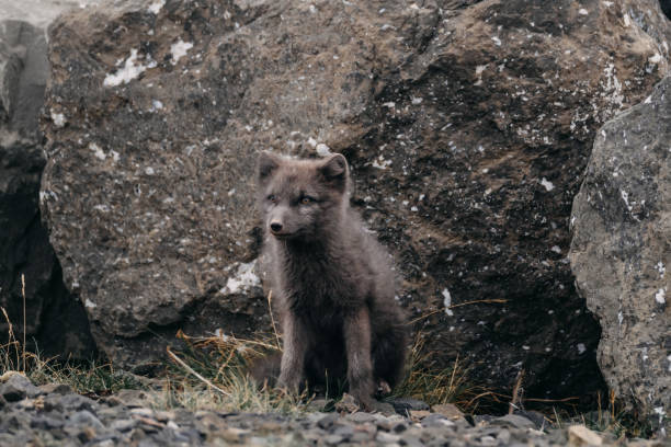 istock An arctic fox sitting against a rocky backdrop in East Iceland's wilderness. 2197427581