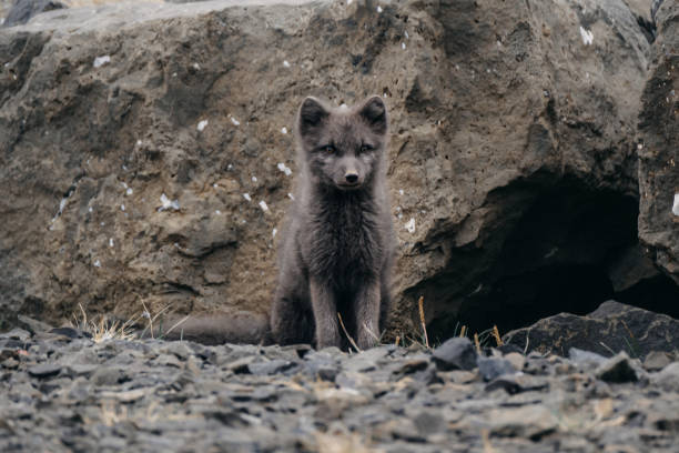 istock An arctic fox sitting against a rocky backdrop in East Iceland's wilderness. 2197427686