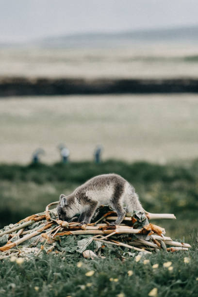 istock Curious arctic fox pup exploring a pile of vegetation in East Iceland's wilderness. 2197427780