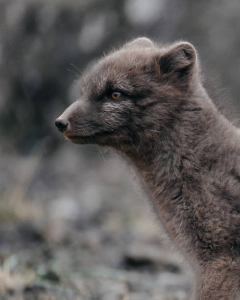 istock An arctic fox sitting against a rocky backdrop in East Iceland's wilderness. 2197427800