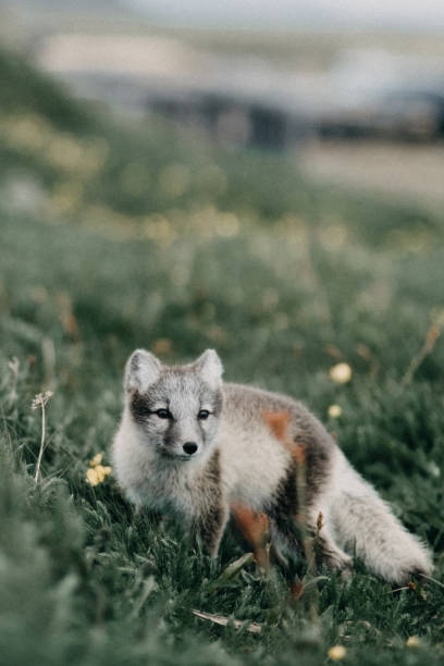 Young arctic fox pup stands alert in lush grass, East Iceland wilderness.