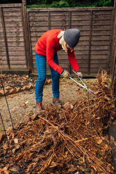 istock Winter garden tidy up in February 2197429016