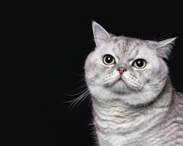 istock Gray Scottish cat on black background 2197430669