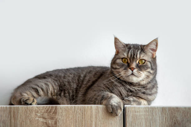 istock A gray Scottish cat lying on the closet. 2197430783
