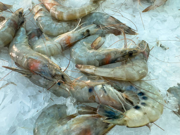 istock fresh shrimps at the market 2197431097