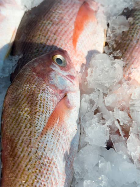 istock fresh fish at the market 2197431126