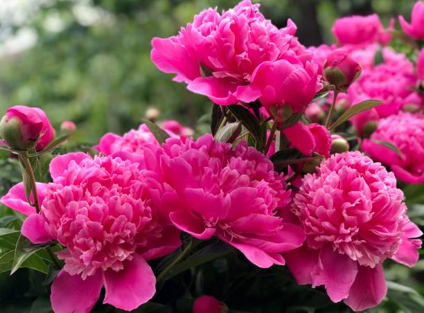 istock Abstract bright pink peony flowers background. 2197431236