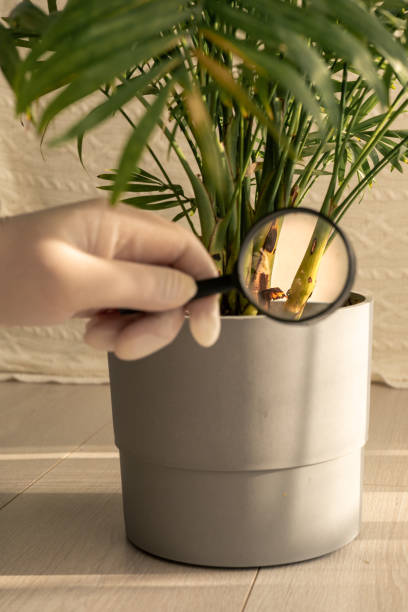 istock Examining plant health with a magnifying glass in a bright indoor setting 2197431328