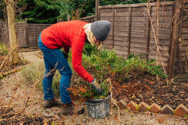 istock Winter garden tidy up in February 2197431491
