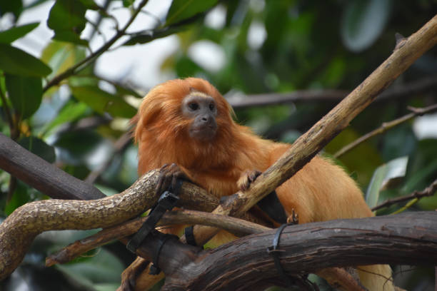 istock Very Cute Golden Lion Tamarin Monkey 2197431676
