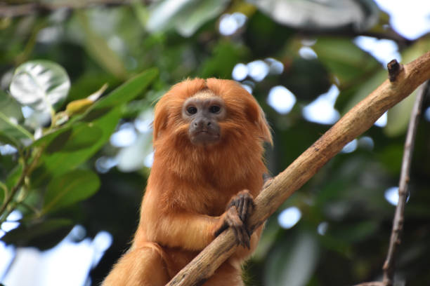 istock Fanastic Capture of a Golden Lion Tamarin Monkey 2197431732