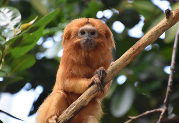istock Precious and Cute Golden Lion Tamarin Monkey 2197431762