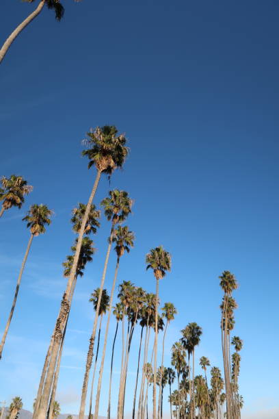 istock Palm Trees and Blue Skies 2197431765
