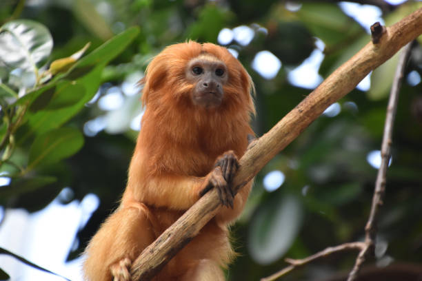 istock Fantastic Golden Lion Tamarin Monkey Up Close 2197431771