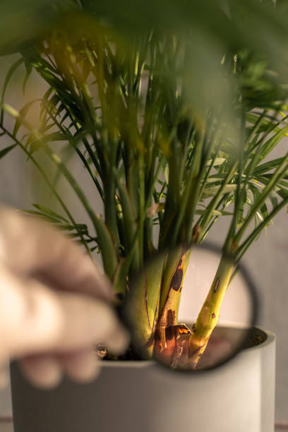 istock Examining plant health with a magnifying glass in a bright indoor setting 2197432067