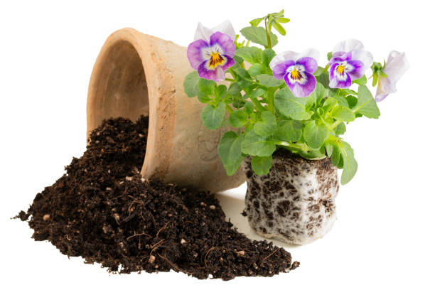 istock Planting a horned violet in a Terracotta pot 2197434420