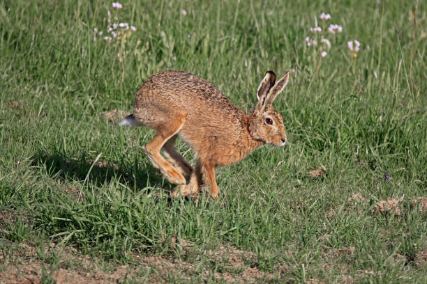 istock close up of a hare running 2197434971