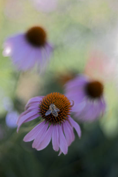 istock Close-up of a bee sitting on an echinacea blossom 2197435133