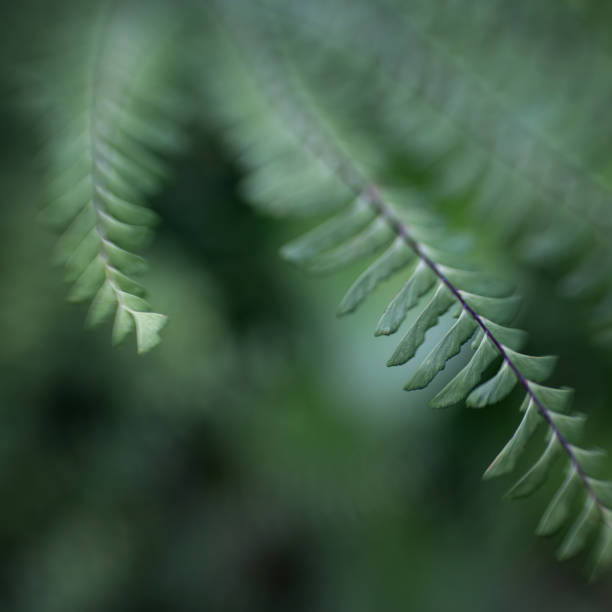 dreamy green background with fern leaves
