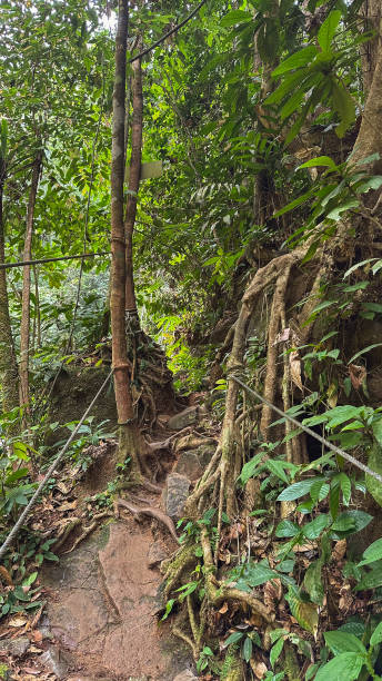 istock Lush Green Forest Hiking Trail 2197435827