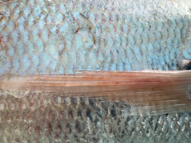 istock fresh fish at the market 2197436115