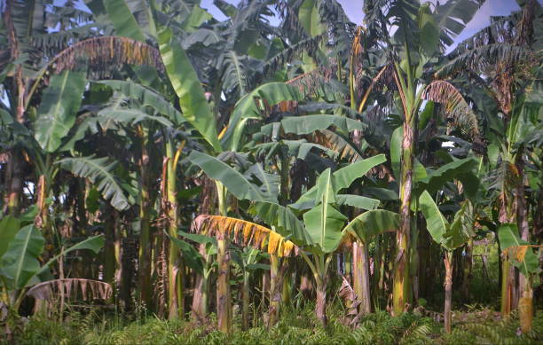 istock Banana plantation in Indonesia 2197436565