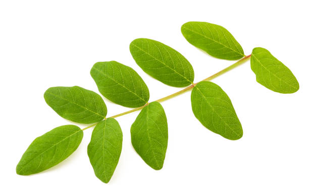 istock Liquorice  milkvetch branch 2197437088