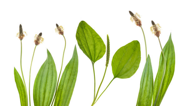 istock Plantain plants with ear and flowers 2197437200