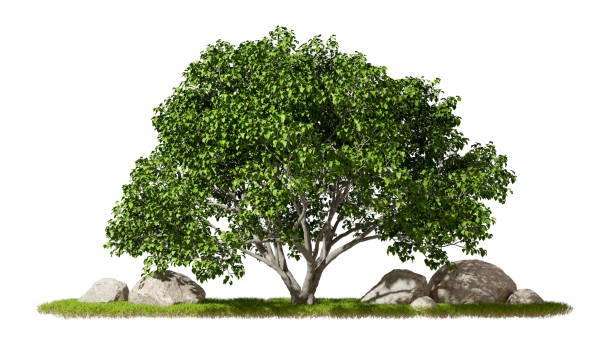 istock Green tree forest standing growth on grass meadow scene white background 3d render 2197437412