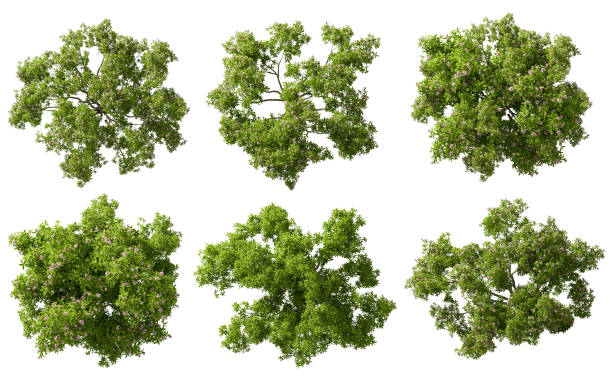 istock Aerial view evergreen trees shapes cutout white backgrounds 3d rendering 2197437421