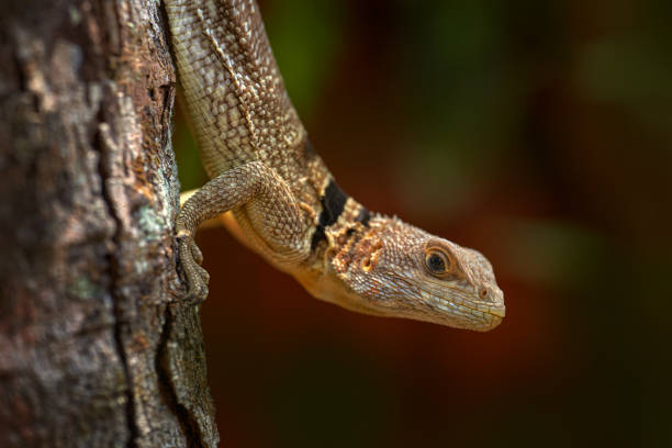 istock Lizard portrait, with black stripe band. Oplurus cuvieri, collared iguana, wild lizard on the tree, branch. Madagascar. Iguana in the forest, wildlife nature. Lizard climbs a tree. 2197438625