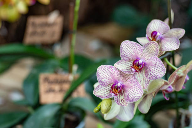 greenhouse and cultivated orchids