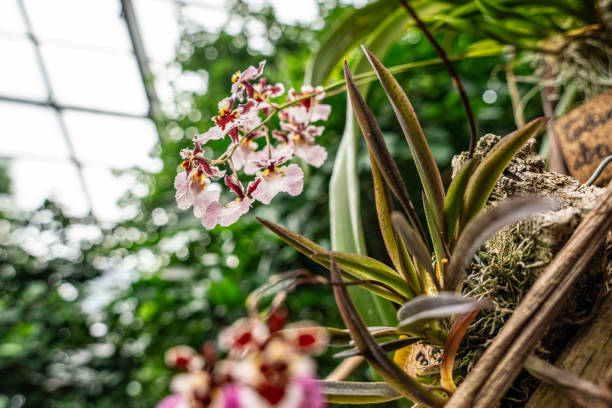 istock greenhouse and cultivated orchids 2197439532