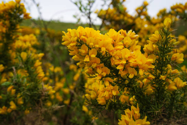 istock A bright yellow gorse plant in Scotland 2197439549