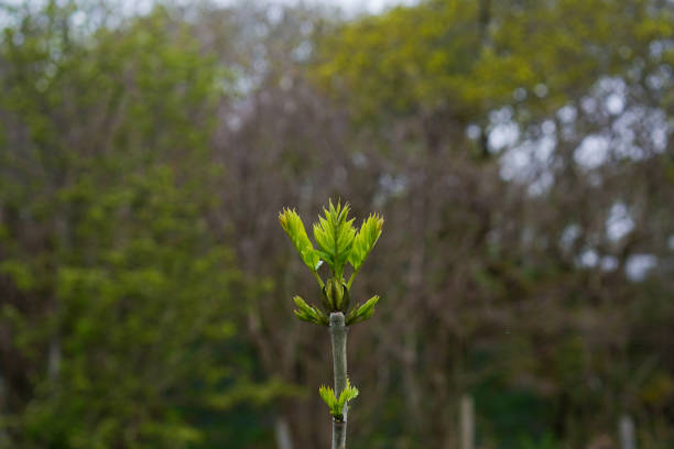 young plants in a forest