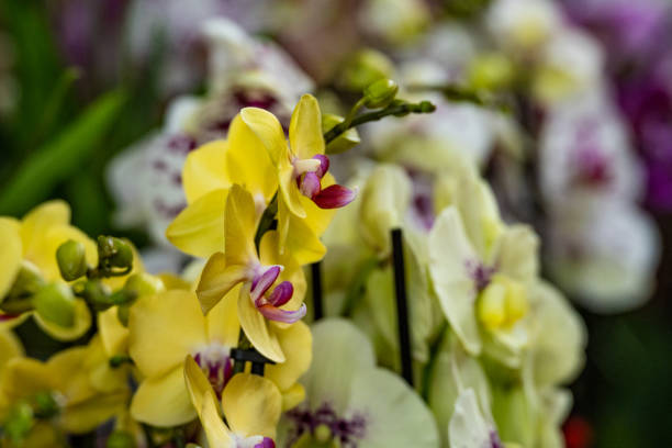 greenhouse and cultivated orchids