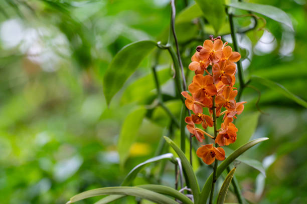 greenhouse and cultivated orchids