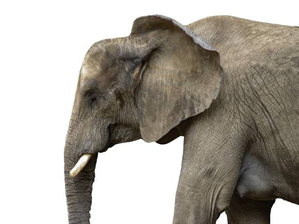 istock head big elephant close up on transparent background 2197440131
