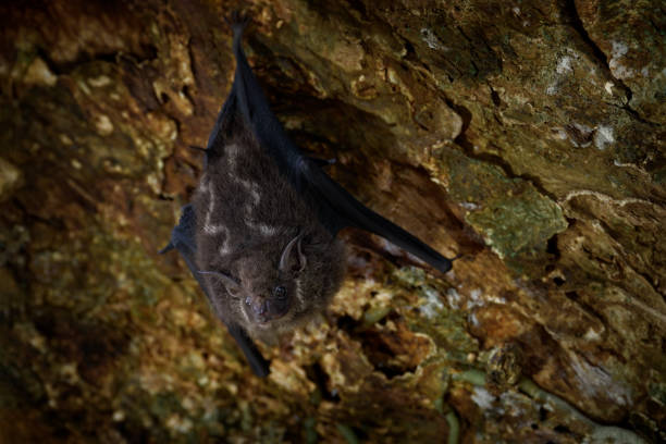 Flying Foxes take flight at dusk near labuan Bajo
