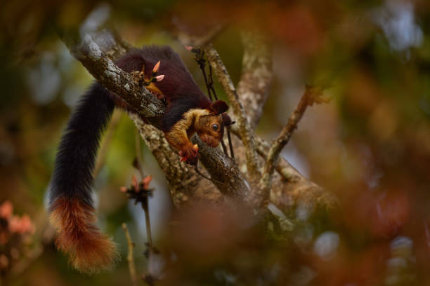 Indian giant squirrel, Ratufa indica, Nagarhole National Park, Karnataka, India in Asia. Big red brown squirrel feeding on the tree, wildlife nature. Giant squirrel in the forest flower tree habitat. ardilla gigante india, ratufa indica, parque nacional nagarhole, karnataka, india en asia. gran ardilla marrón rojiza alimentándose del árbol, naturaleza de la vida silvestre. ardilla gigante en el hábitat de los árboles de flores del bosque.