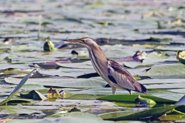 istock female specimen of common little bittern, Botaurus minutus, Ardeidae 2197440924
