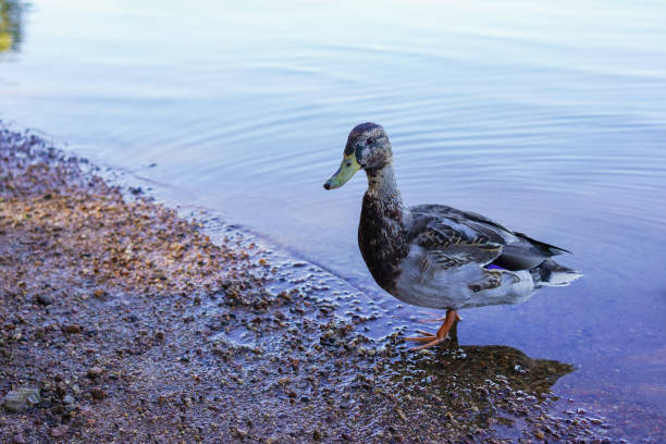 Anas platyrhynchos bird near the water