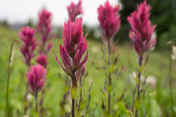 Towering Paintbrush Blooms Fill Frame in Mount Rainier National Park