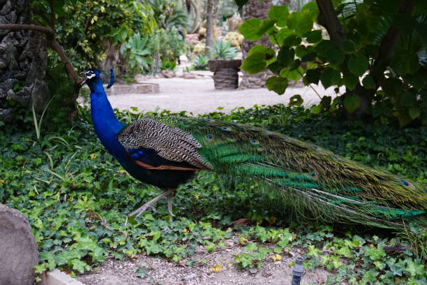 istock Peacock in national garden in Elche (Alicante- Spain) 2197443965
