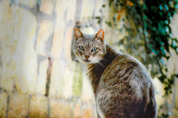 A gorgeous grey tabby cat with vivid green eyes sits calmly on a city street, blending into its surroundings. Ideal for pet lovers, wildlife themes, and stock photograph