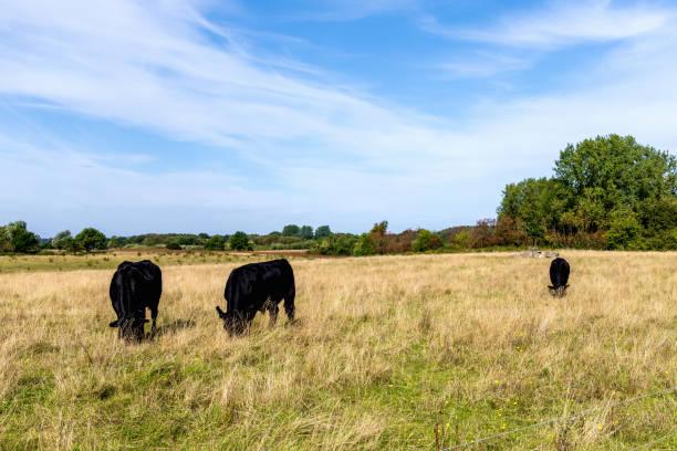 istock Rural landscape with grazing cows 2197445399